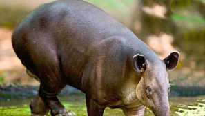 Тапир берда, или централен американски тапир